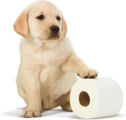 Scottex Toiletpapier - Kussenzacht Design Wc Papier - 84 Rollen -Huishoudelijke Artikelen Verkoop 1200x1142 2